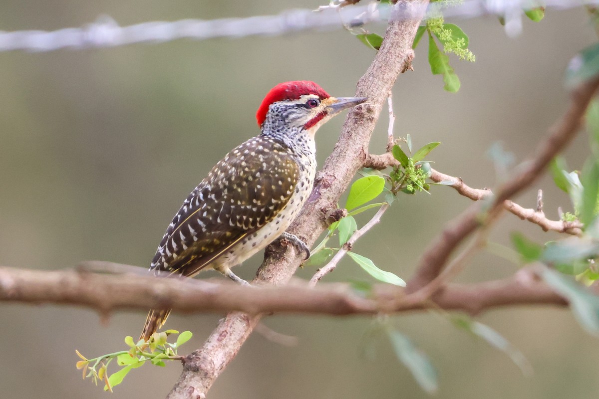 Pic cardinal - ML635321421