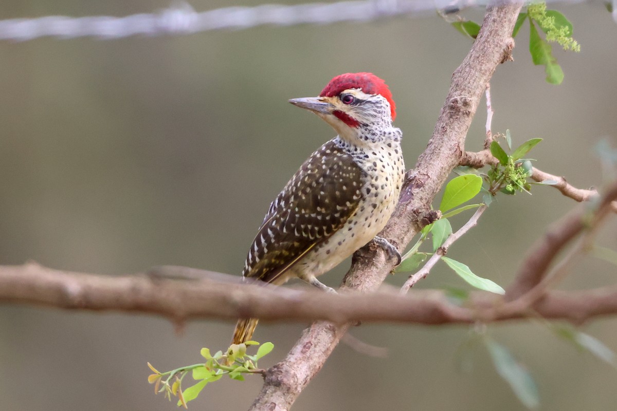 Pic cardinal - ML635321422