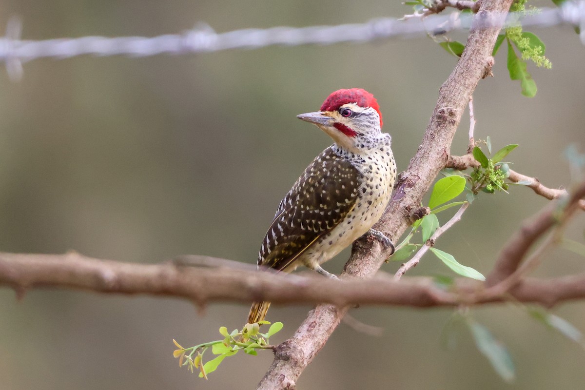 Pic cardinal - ML635321423