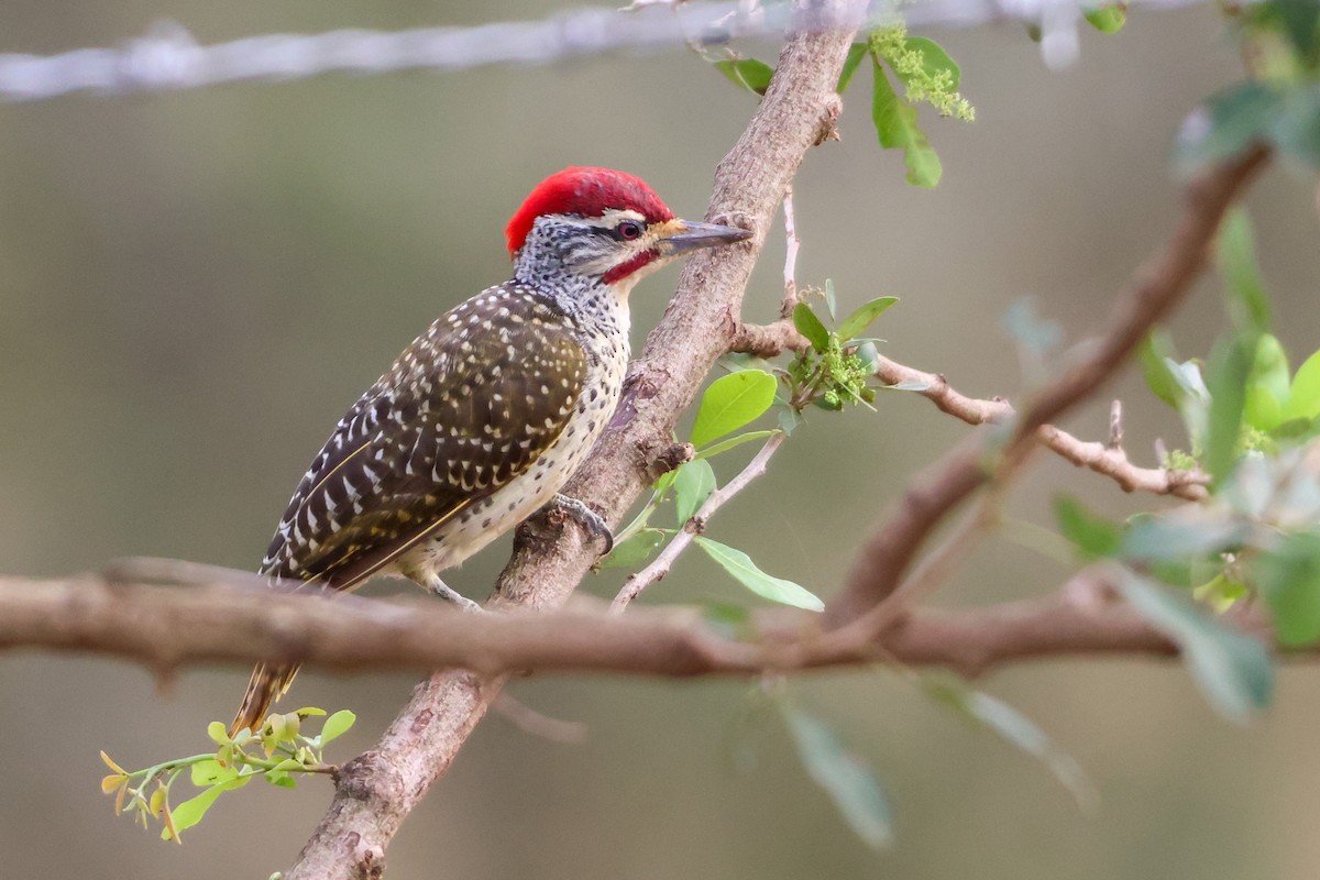 Pic cardinal - ML635321424