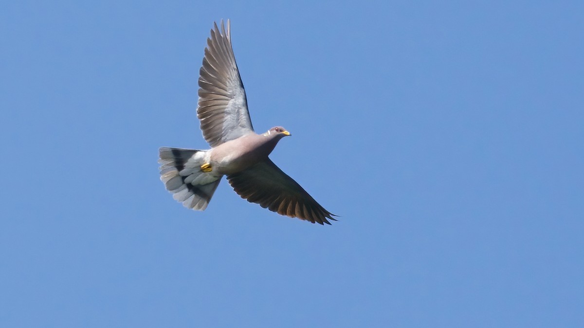 Band-tailed Pigeon - ML635321482