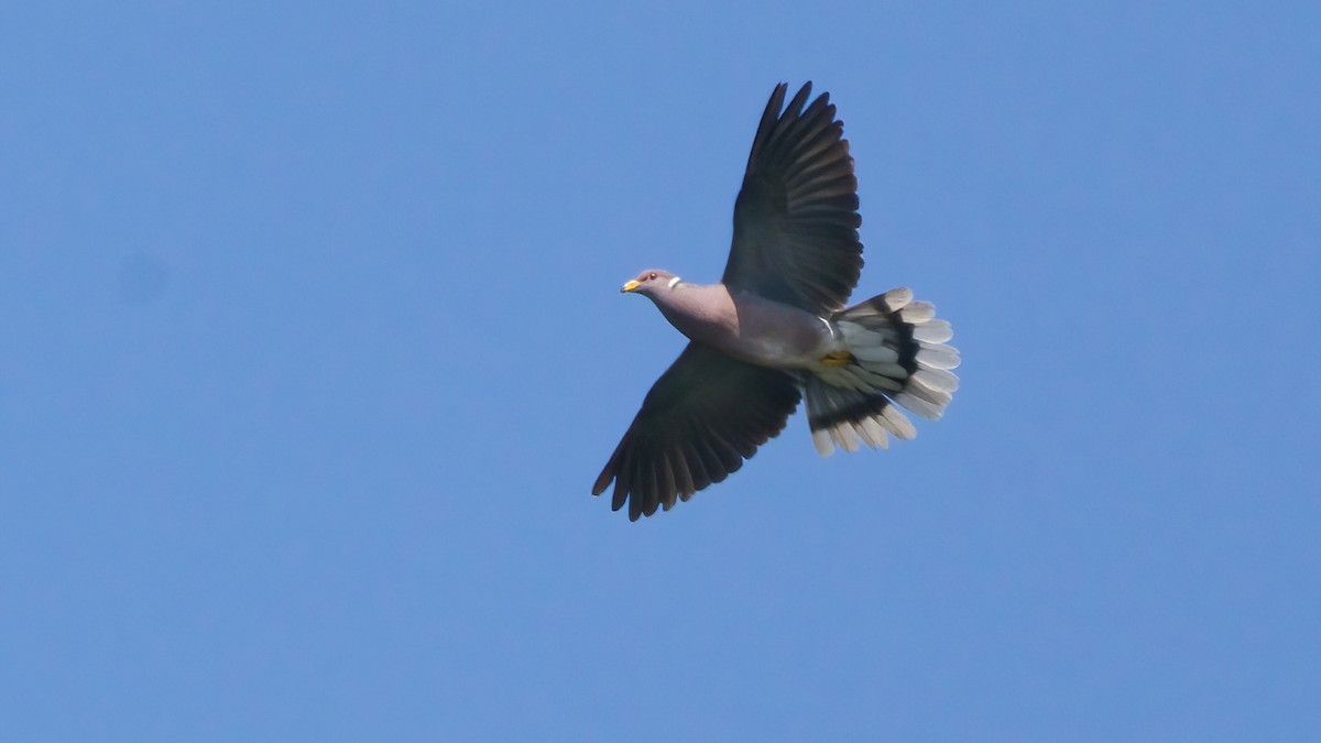 Band-tailed Pigeon - ML635321483