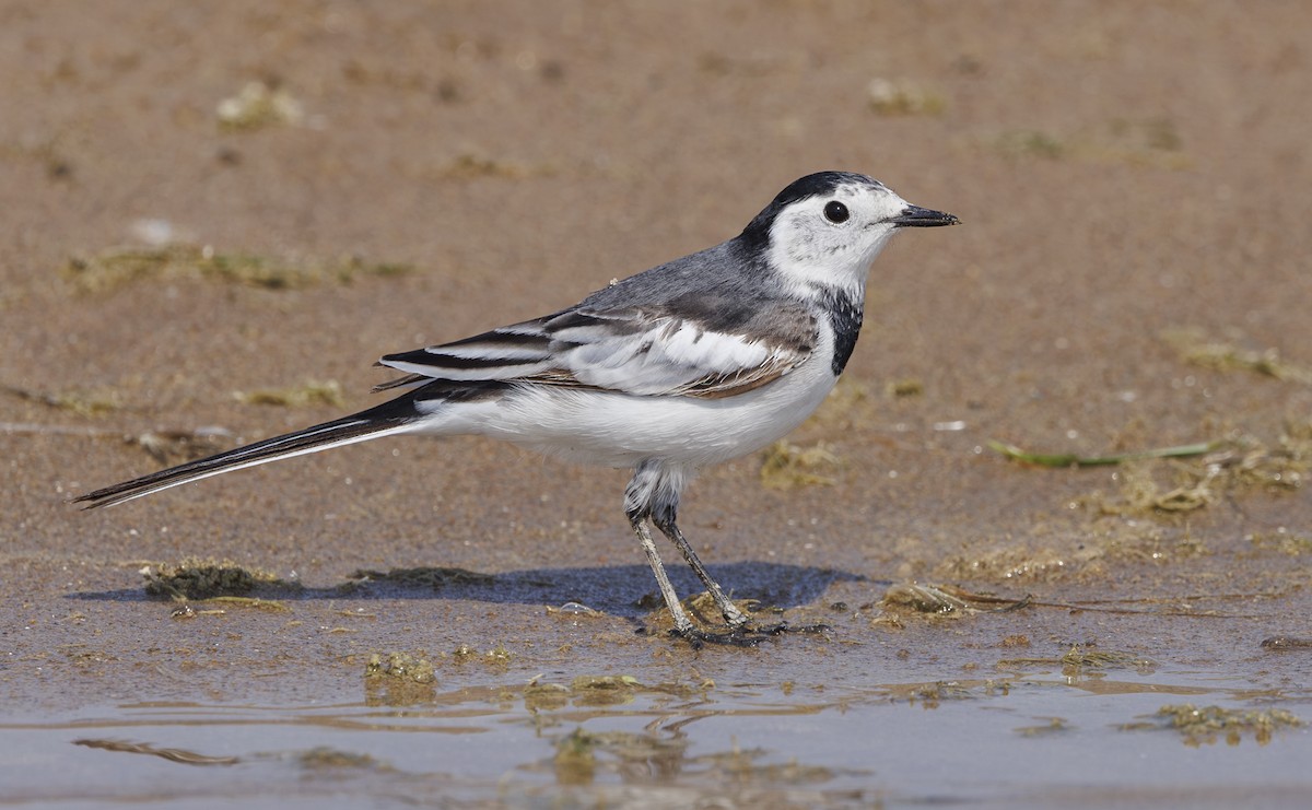 White Wagtail (White-faced/Transbaikalian) - ML635321485