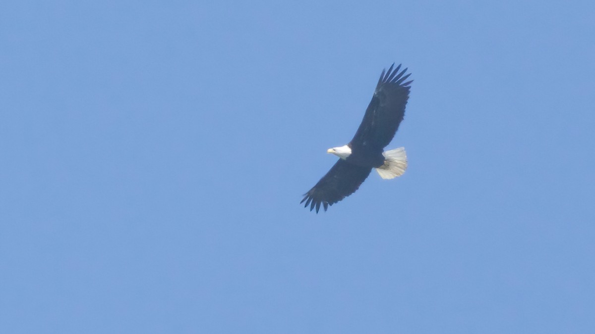 Bald Eagle - ML635321491