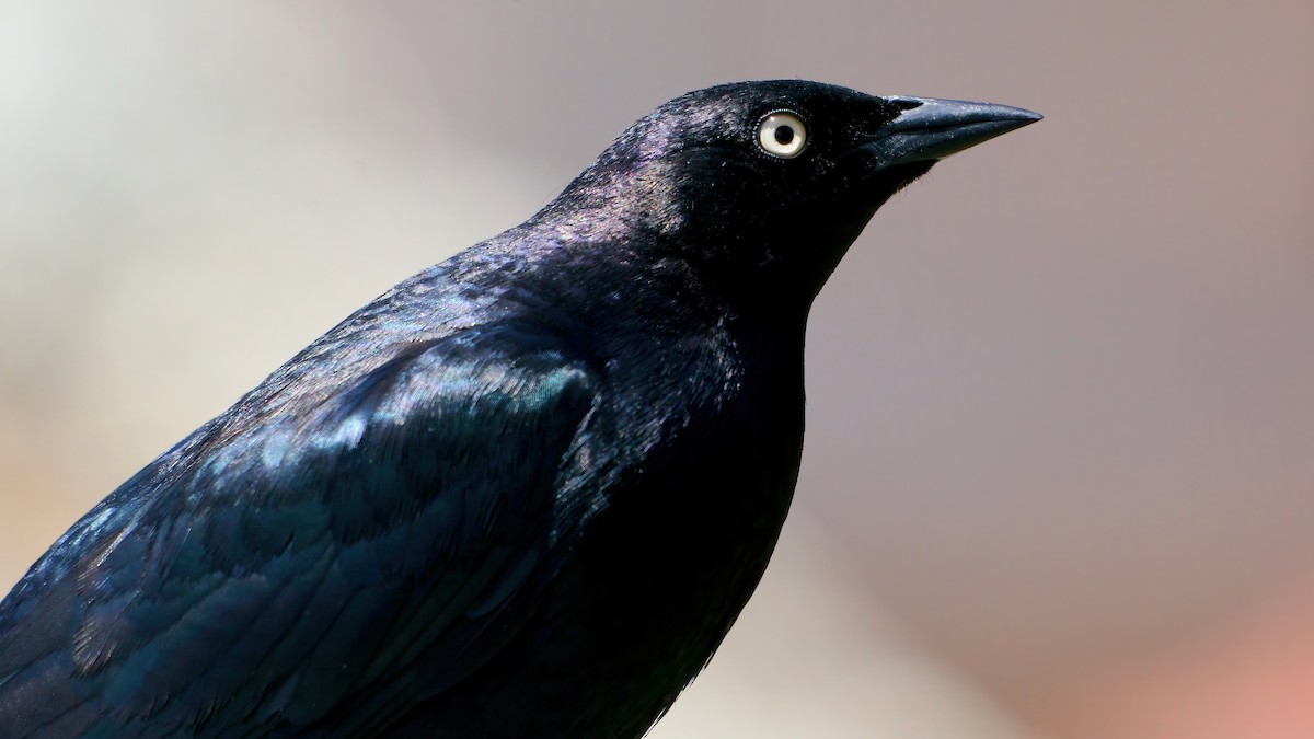 Brewer's Blackbird - ML635321526