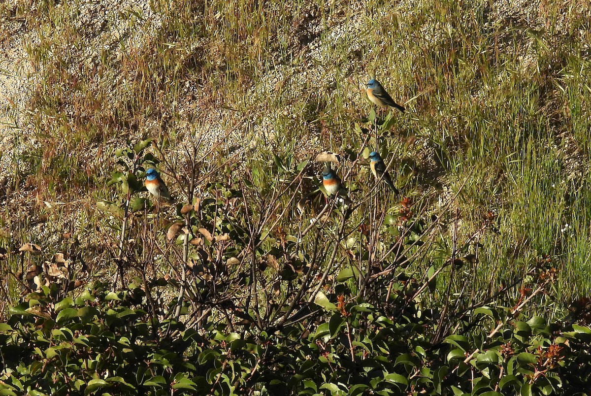 Lazuli Bunting - ML635321556