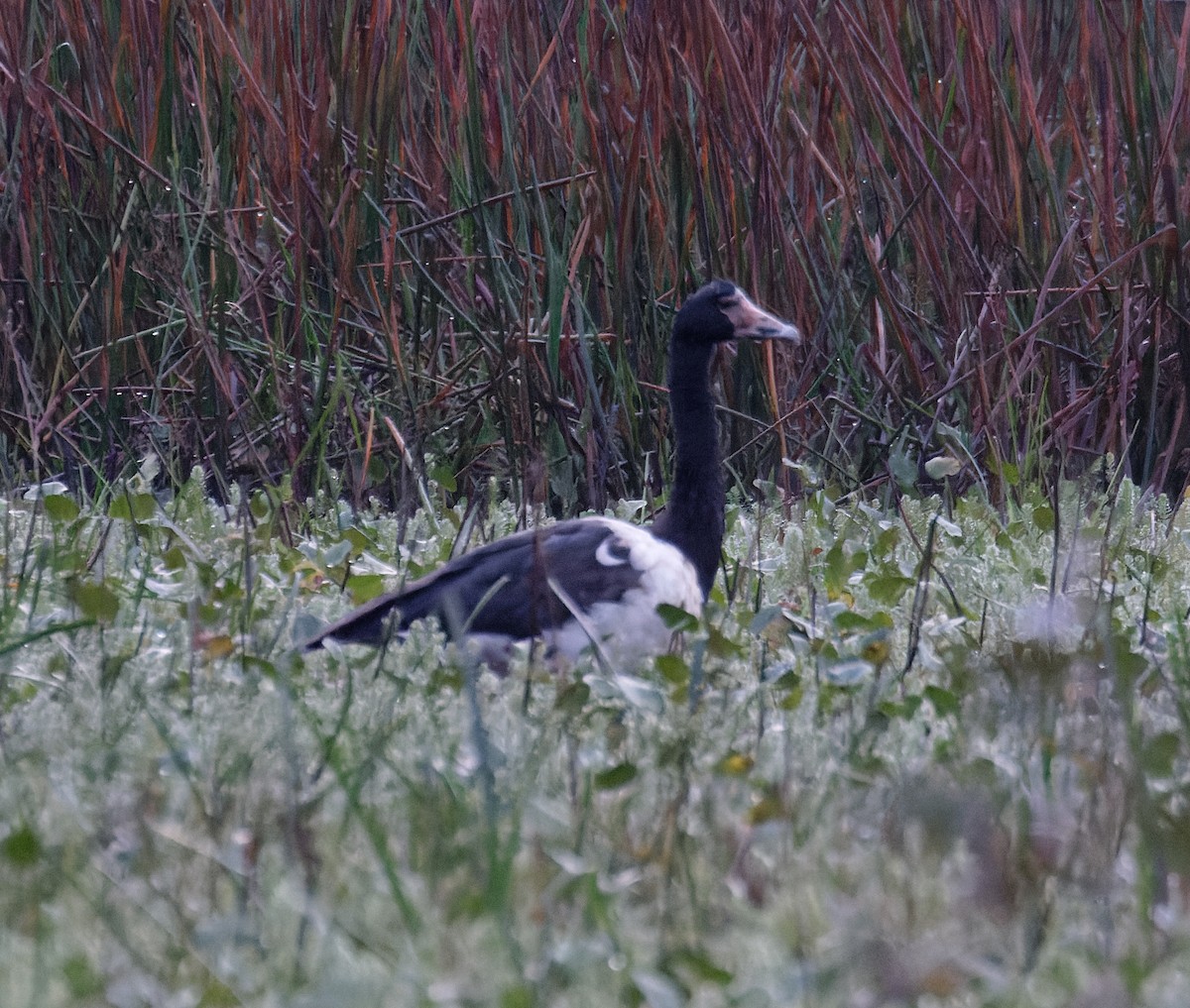 skjæregås - ML635321625