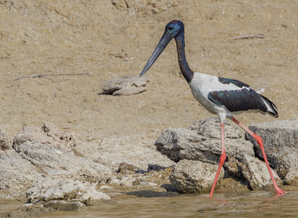 Black-necked Stork - ML635321687