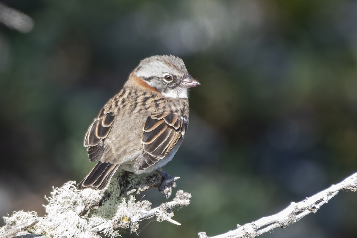 Bruant chingolo (australis) - ML635321739