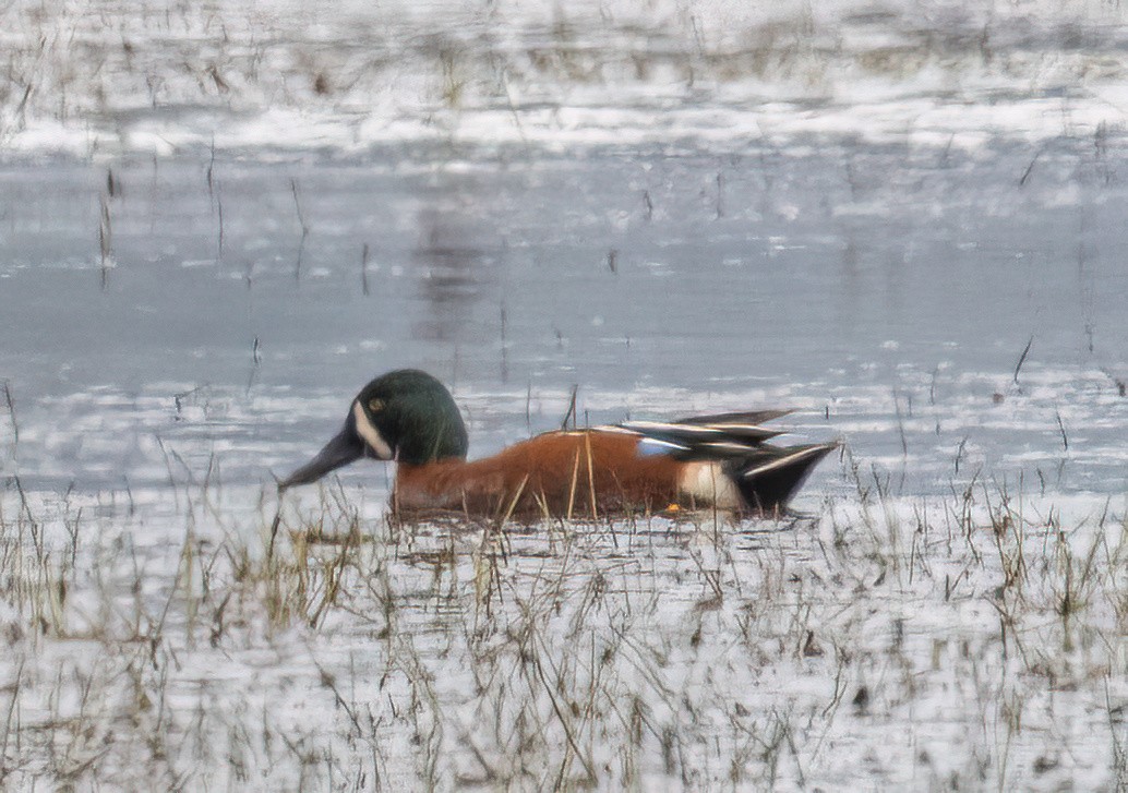 Cinnamon Teal x Northern Shoveler (hybrid) - ML635321765