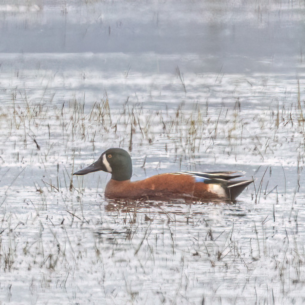 Cinnamon Teal x Northern Shoveler (hybrid) - ML635321767