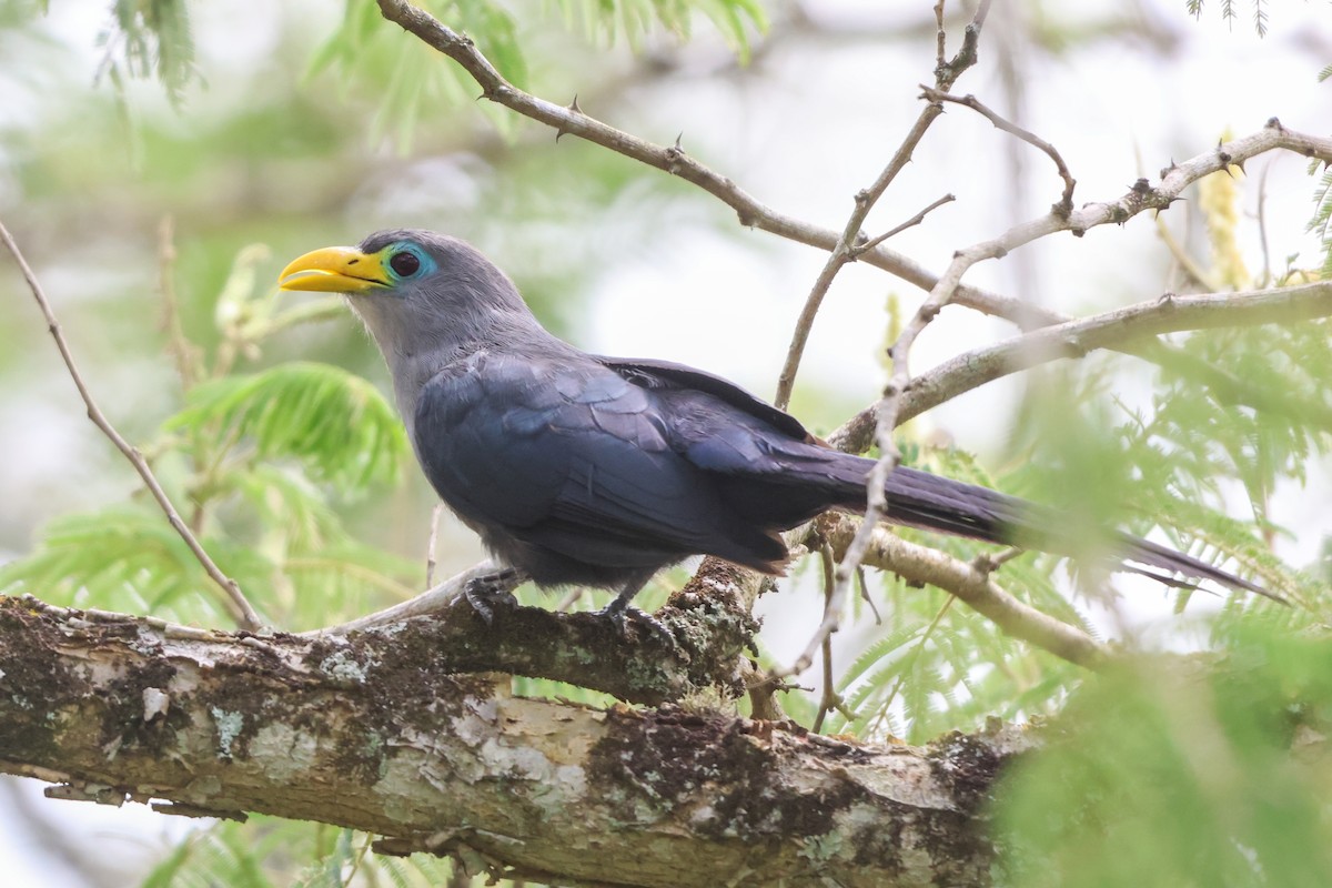 Blue Malkoha - ML635321777