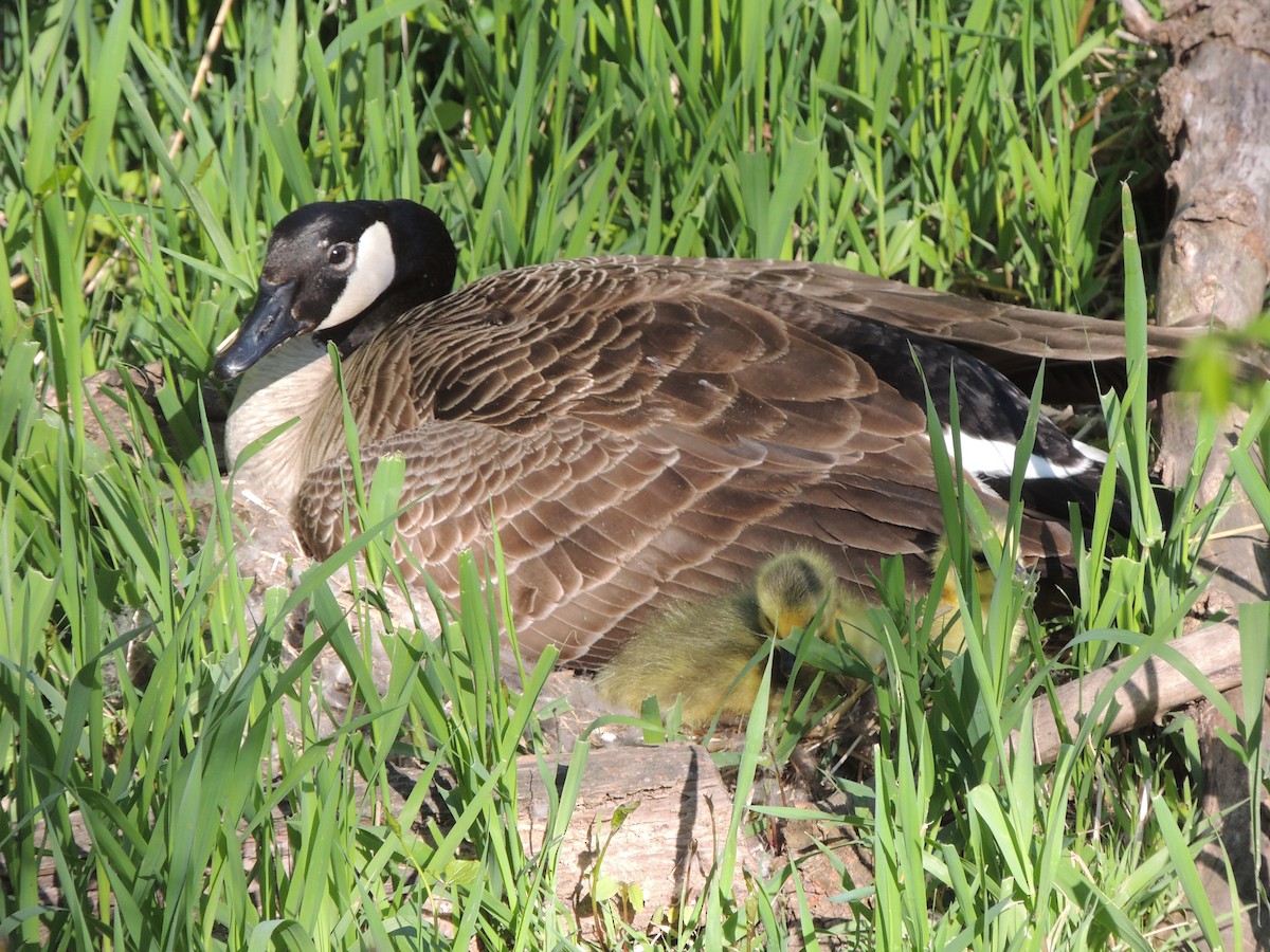 Canada Goose - ML635321778