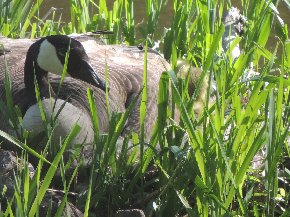 Canada Goose - ML635321779