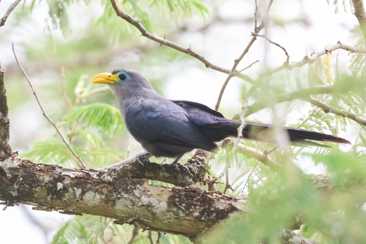 Blue Malkoha - ML635321780