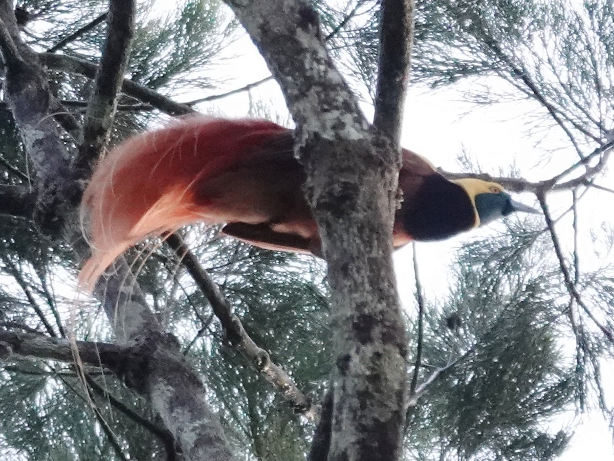 Raggiana Bird-of-Paradise - ML635321817