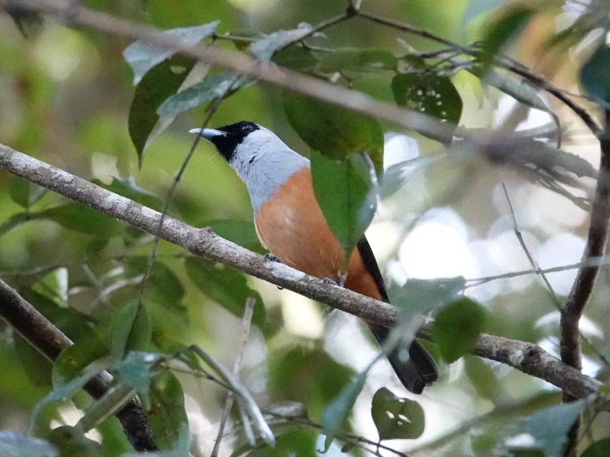 Black-faced Monarch - ML635321829