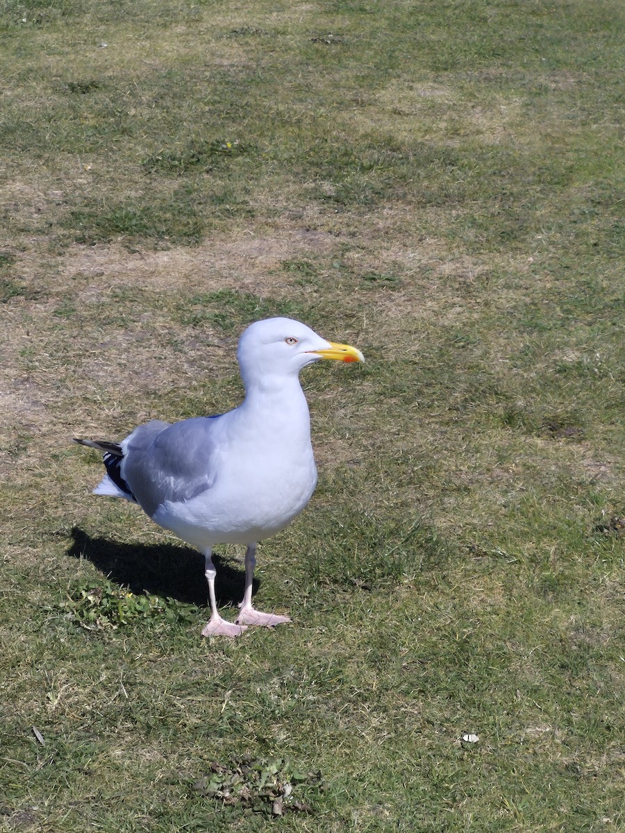 European Herring Gull - ML635321875