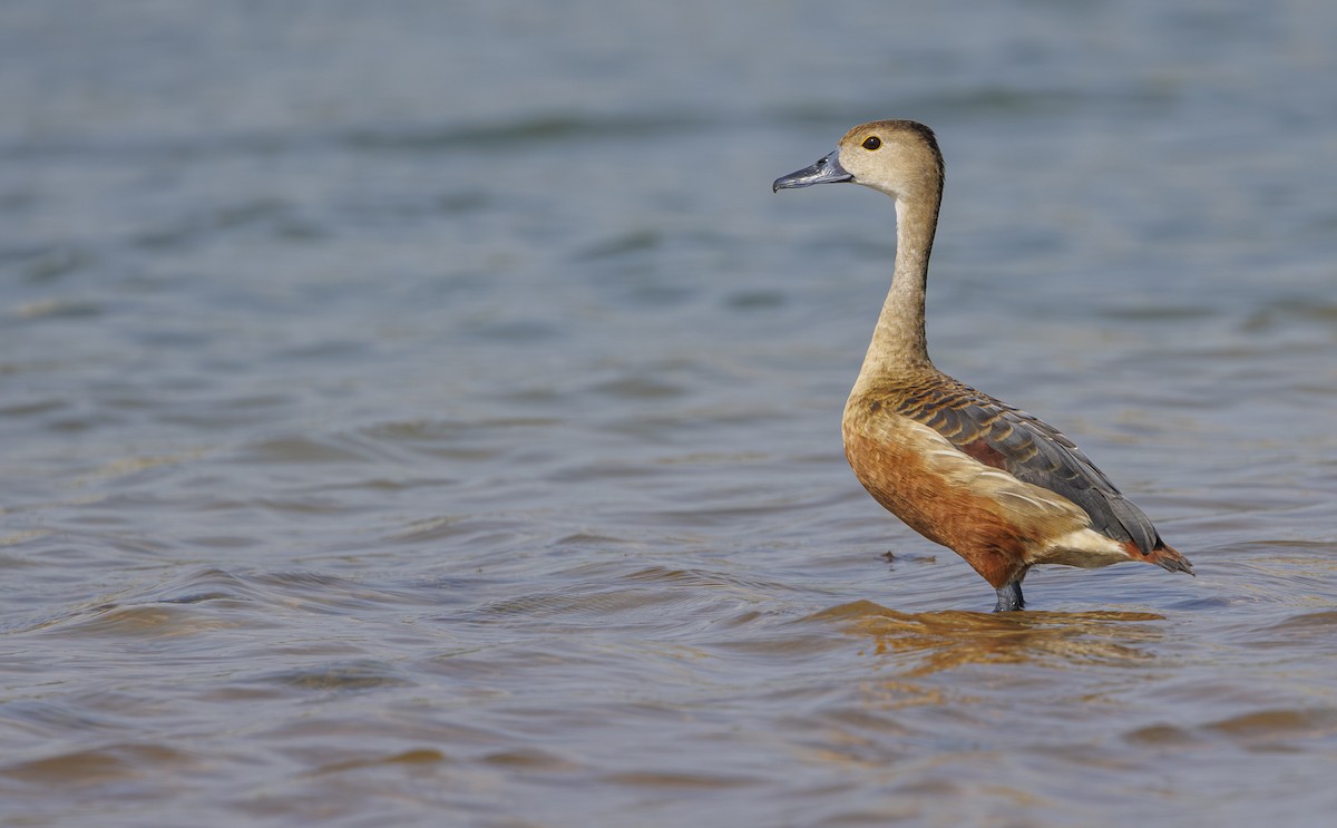 Lesser Whistling-Duck - ML635321918