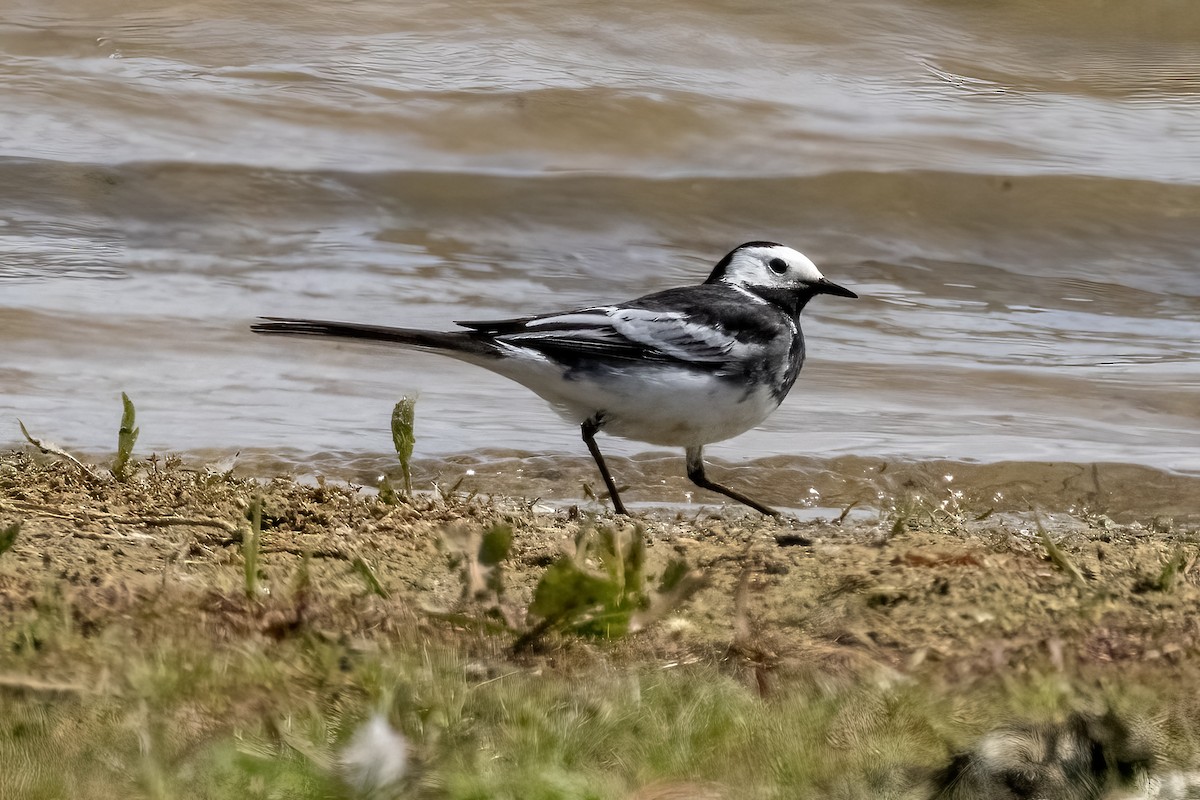 White Wagtail (British) - ML635322054