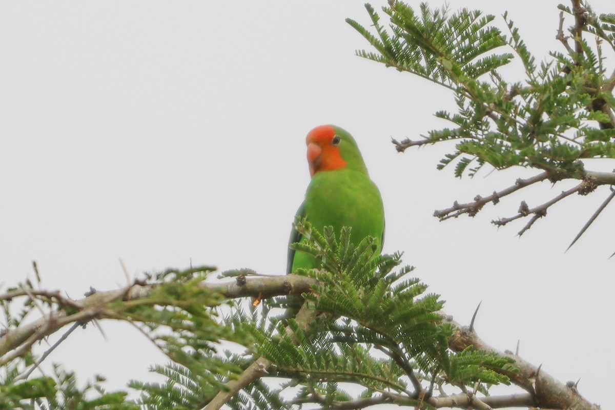 Red-headed Lovebird - ML635322072