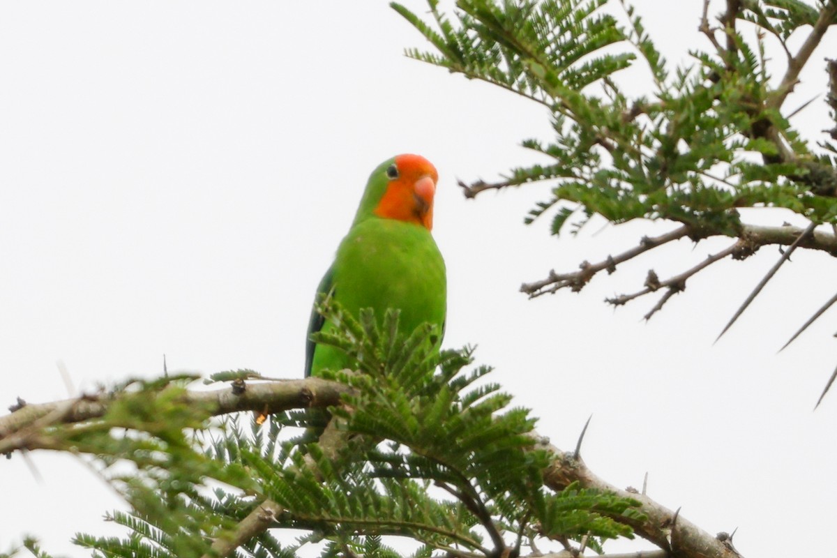 Red-headed Lovebird - ML635322073