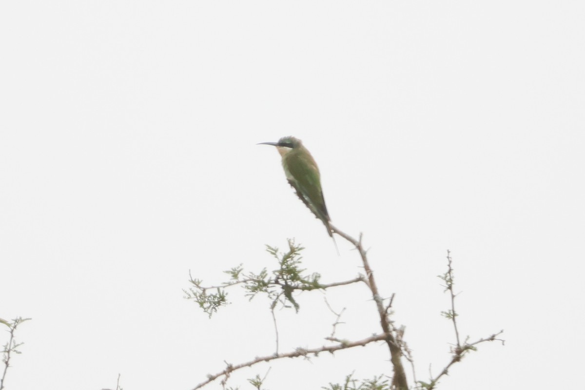 Blue-cheeked Bee-eater - ML635322088