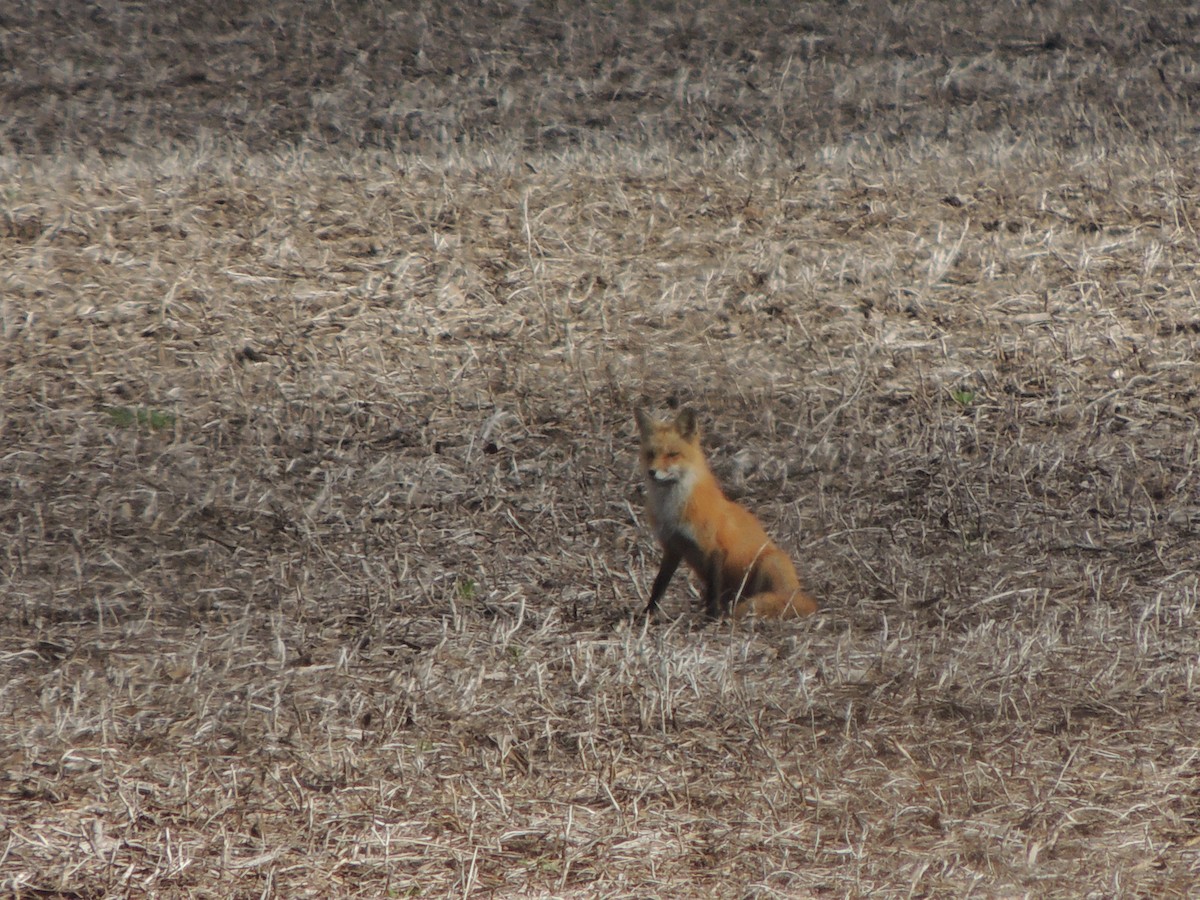 Red Fox - ML635322090