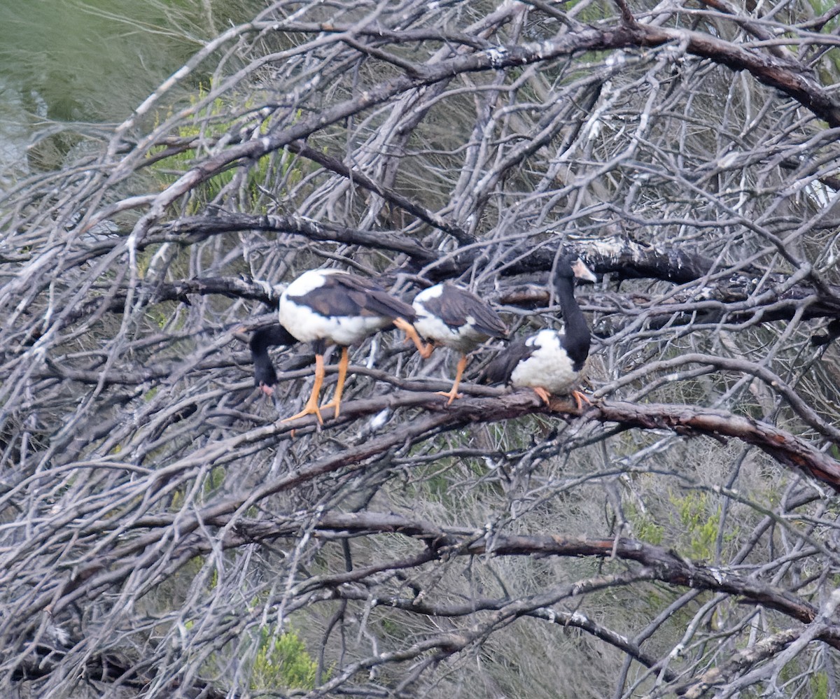 skjæregås - ML635322091