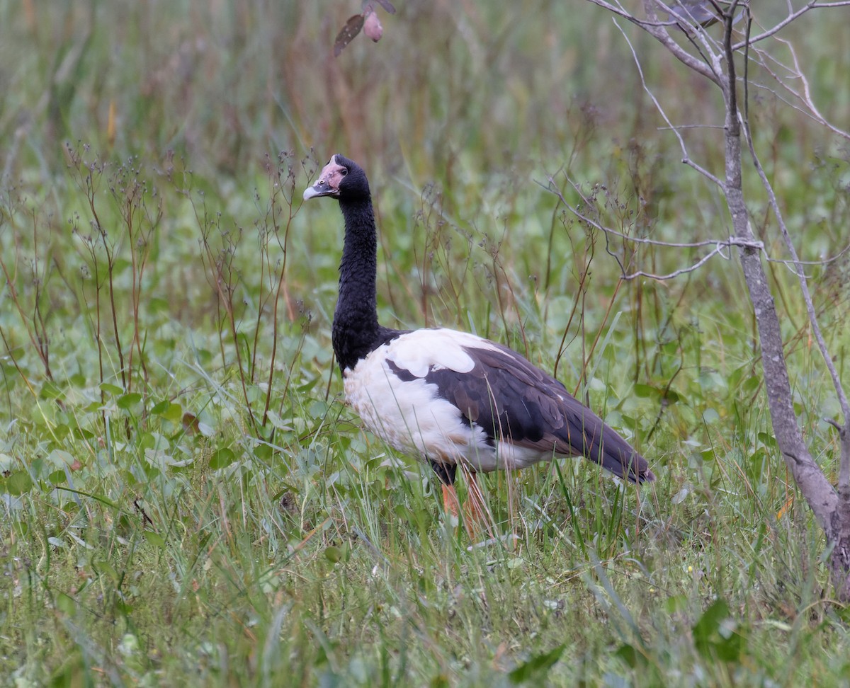 skjæregås - ML635322092