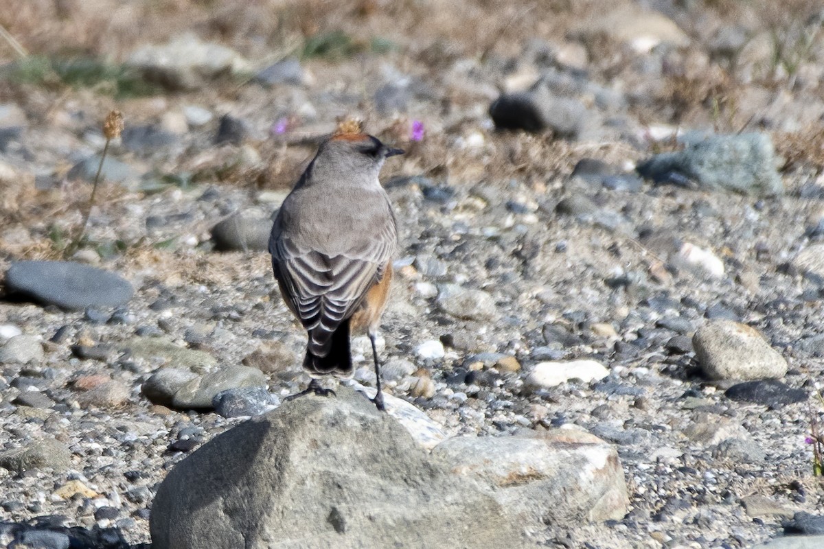 Cinnamon-bellied Ground-Tyrant - ML635322093