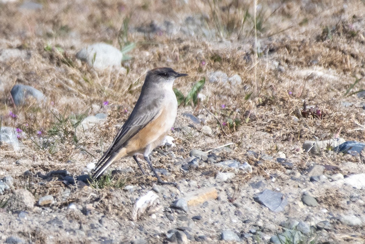 Cinnamon-bellied Ground-Tyrant - ML635322094