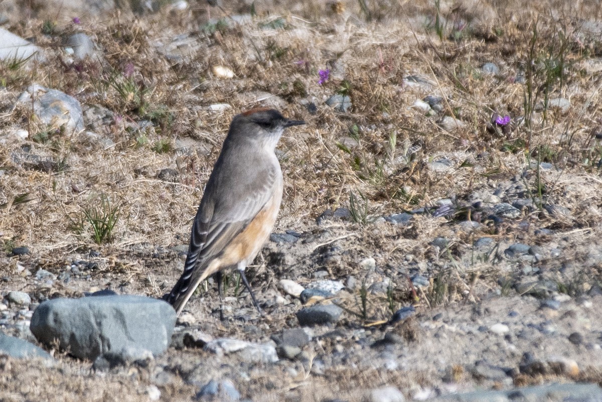 Cinnamon-bellied Ground-Tyrant - ML635322095