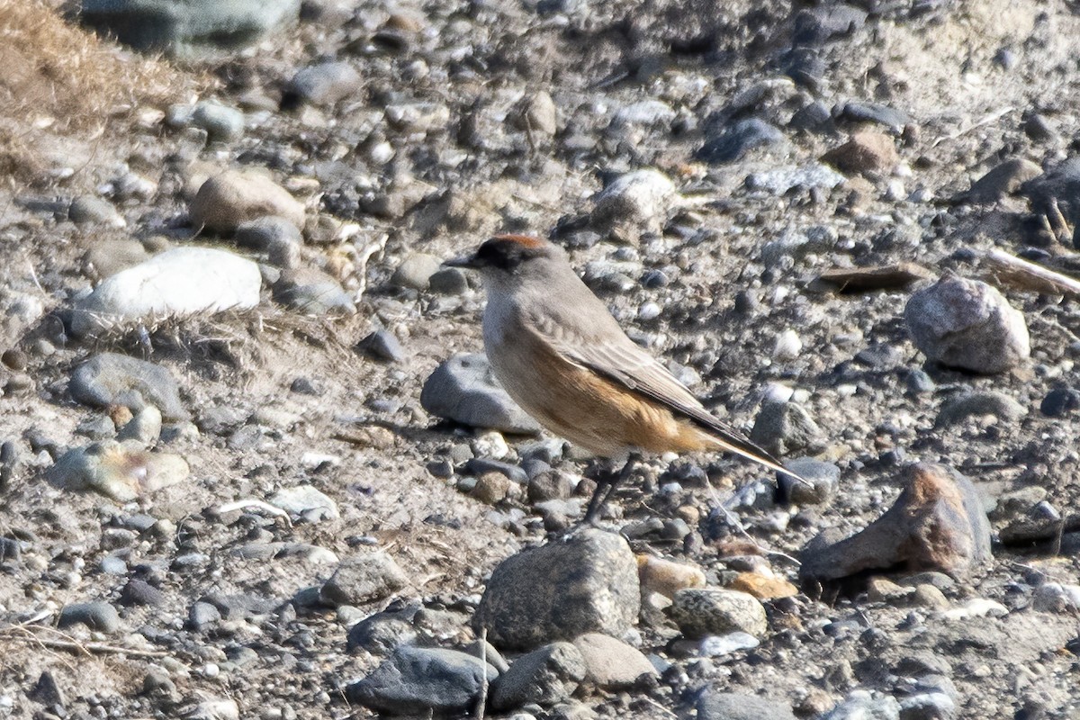 Cinnamon-bellied Ground-Tyrant - ML635322096
