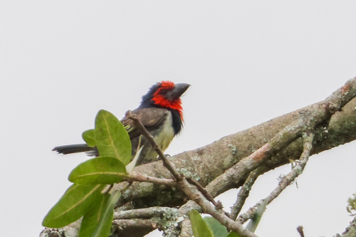 Black-collared Barbet - ML635322186