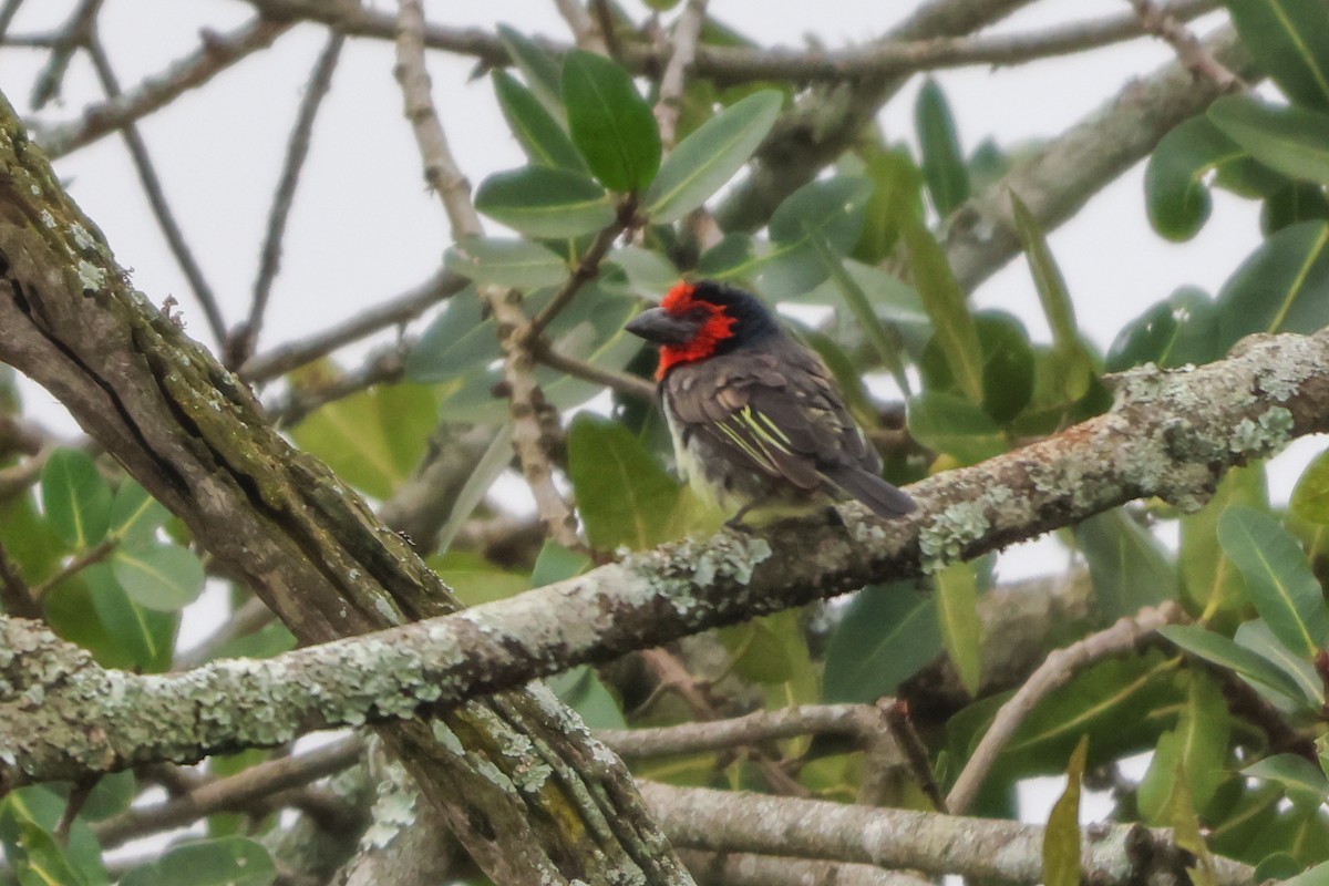 Black-collared Barbet - ML635322187