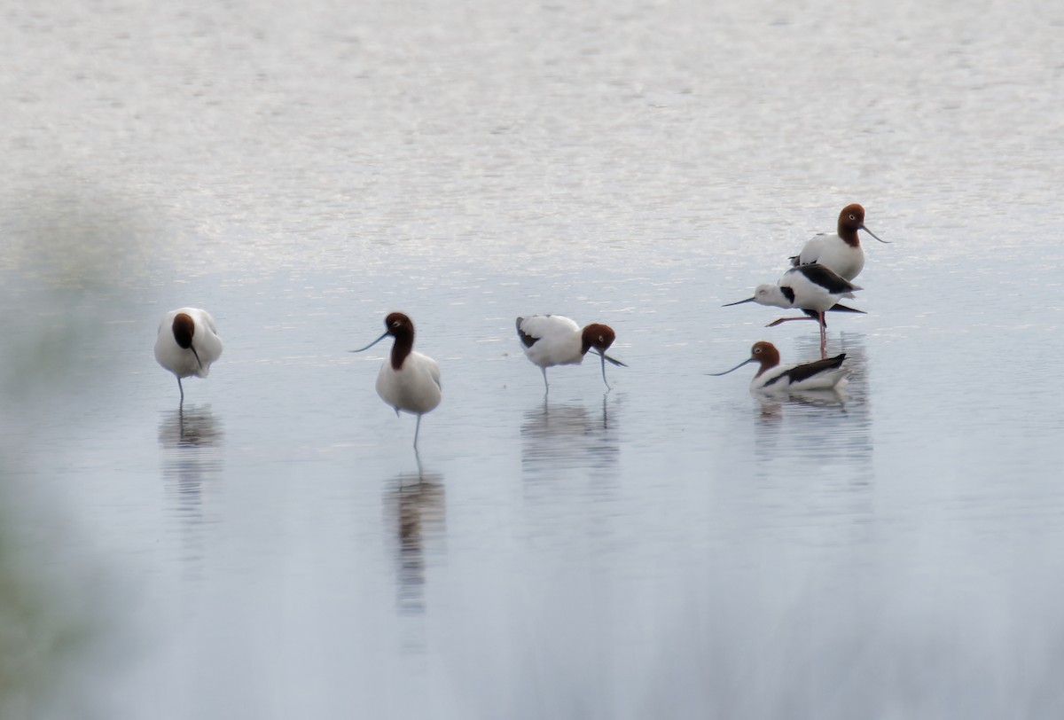 Red-necked Avocet - ML635322195