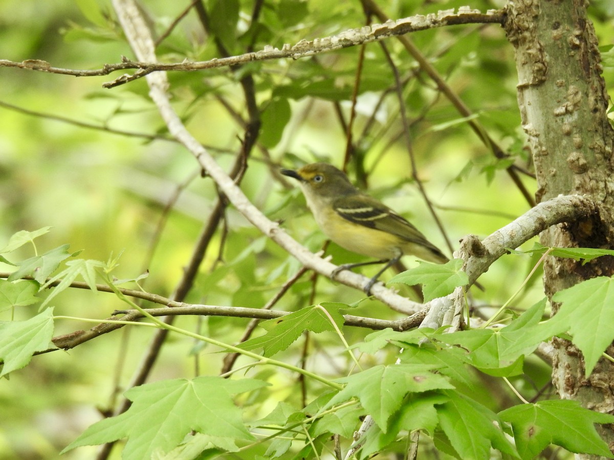 White-eyed Vireo - ML635322235