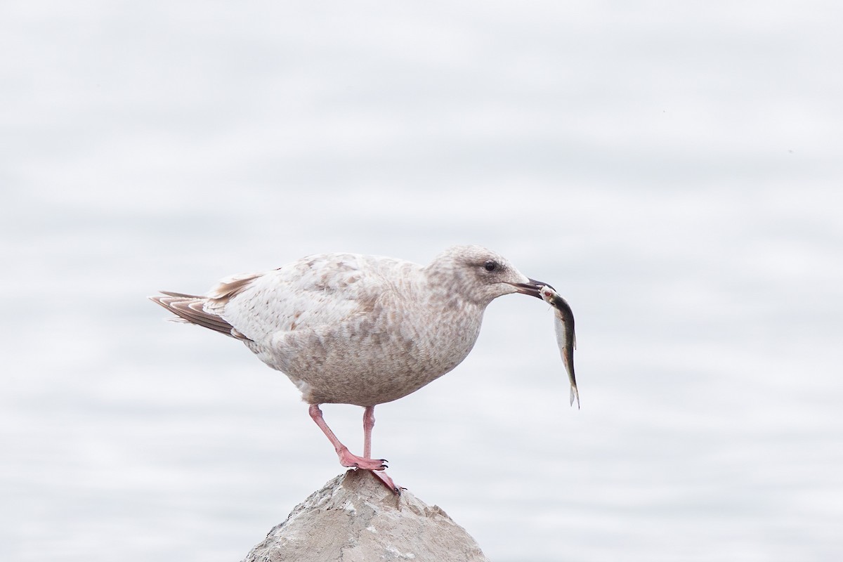 Iceland Gull (Thayer's) - ML635322243