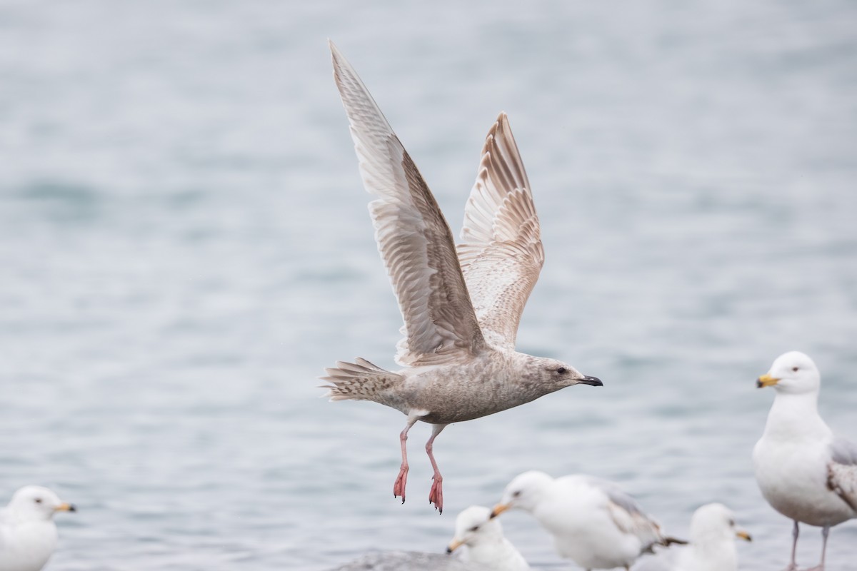 Iceland Gull (Thayer's) - ML635322246