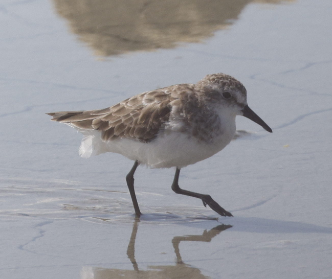 Little Stint - ML635322259