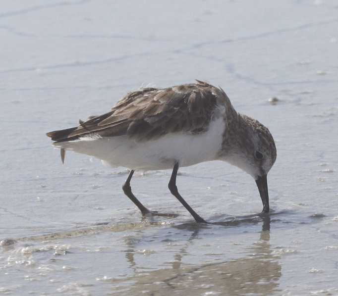 Little Stint - ML635322260