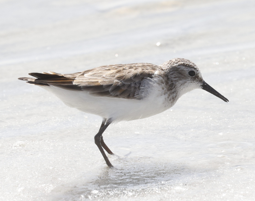 Little Stint - ML635322261