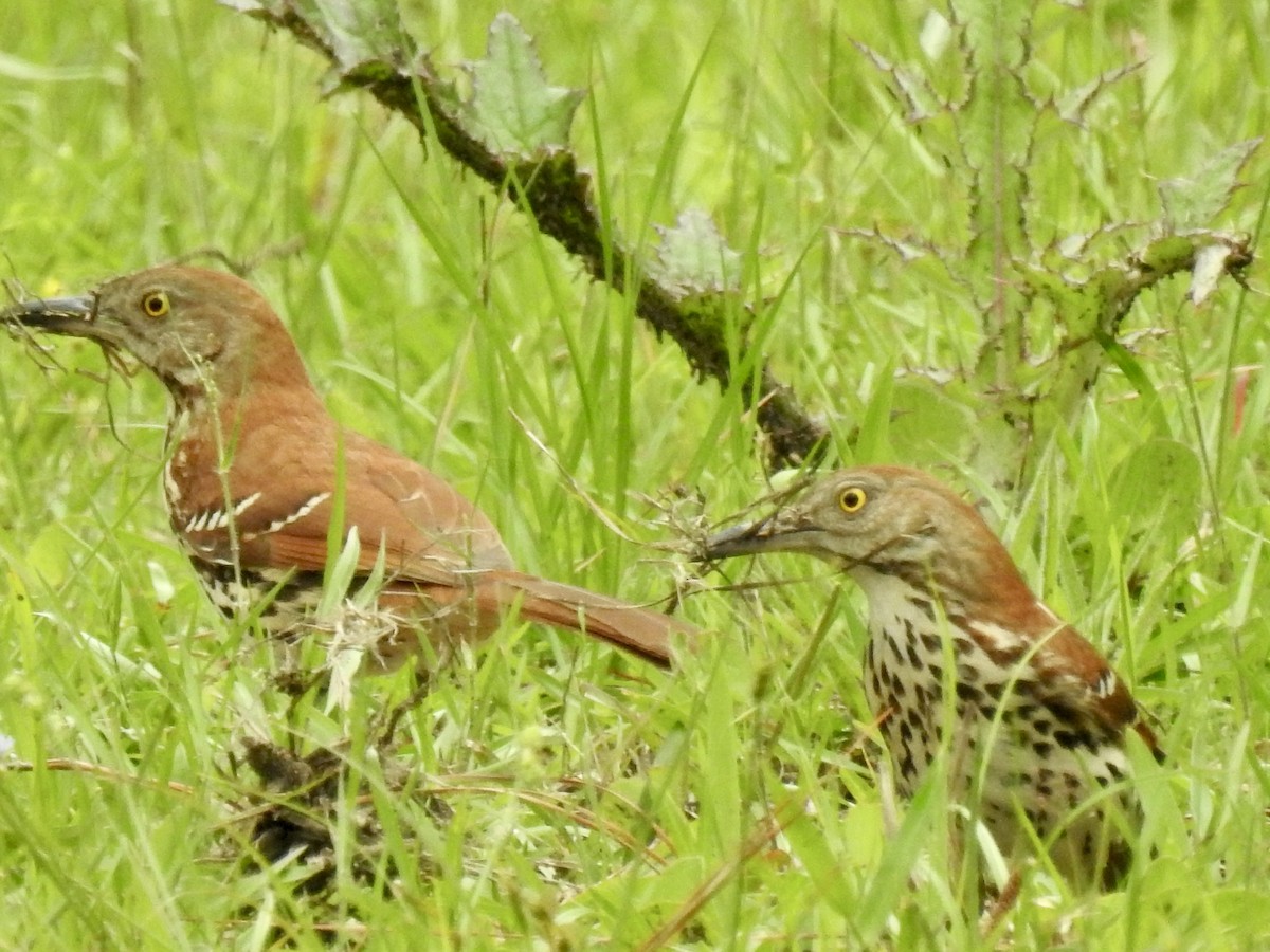 Brown Thrasher - ML635322272