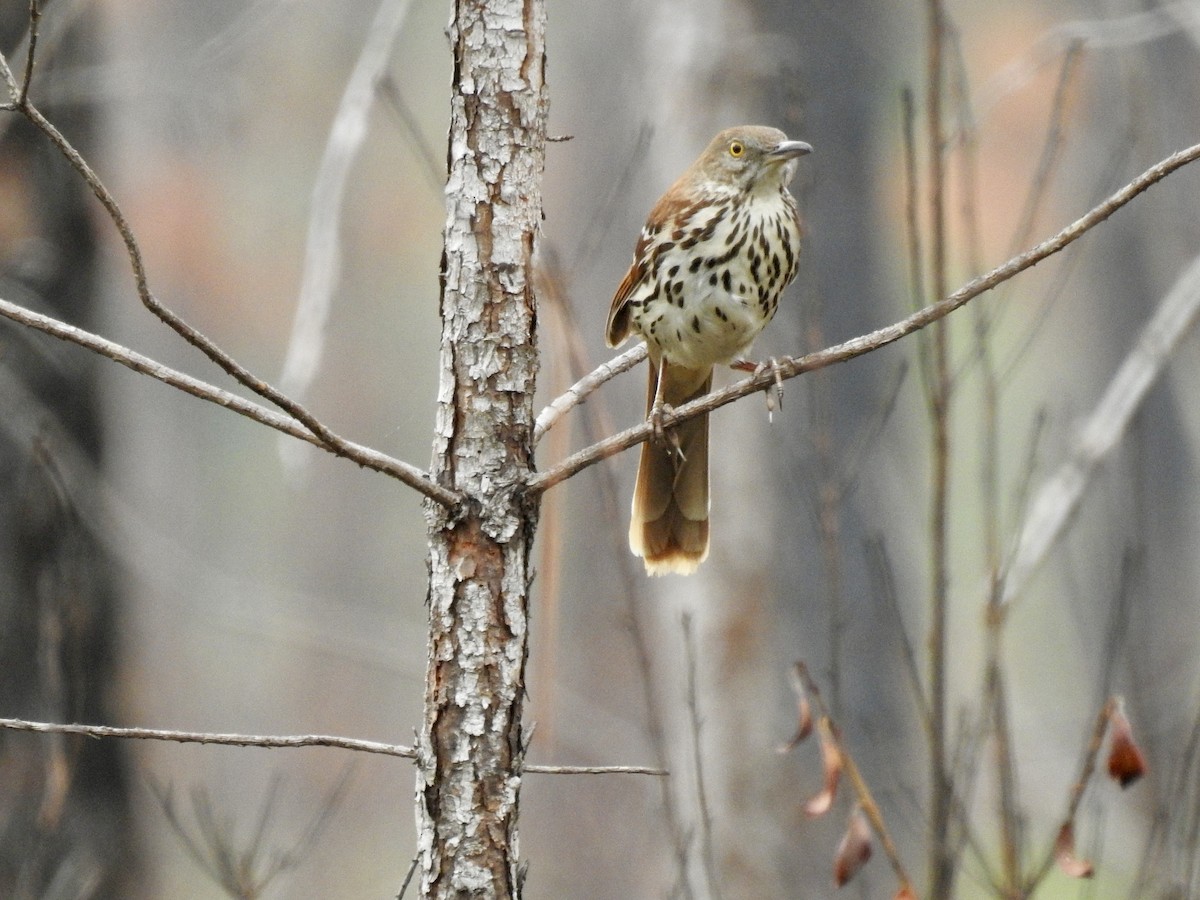 Brown Thrasher - ML635322273