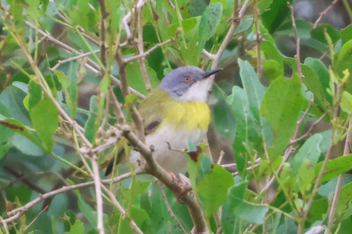 Yellow-breasted Apalis - ML635322283