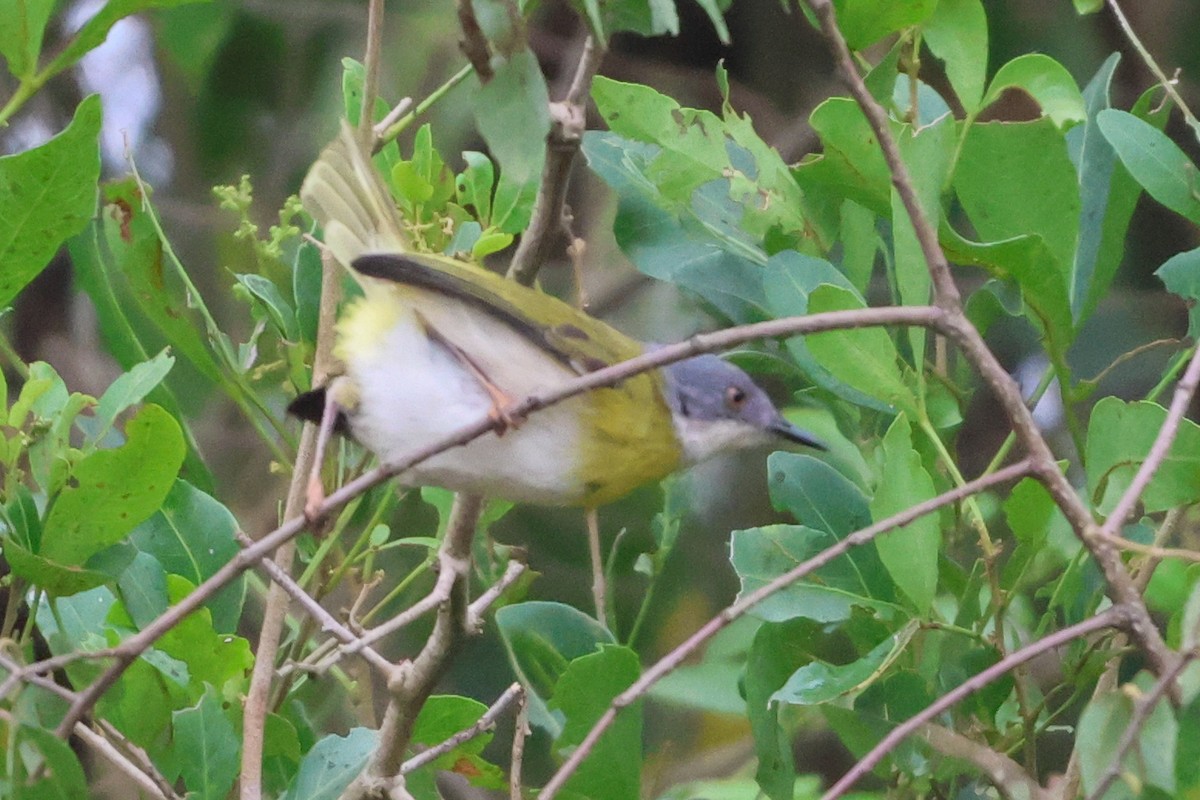 Yellow-breasted Apalis - ML635322284