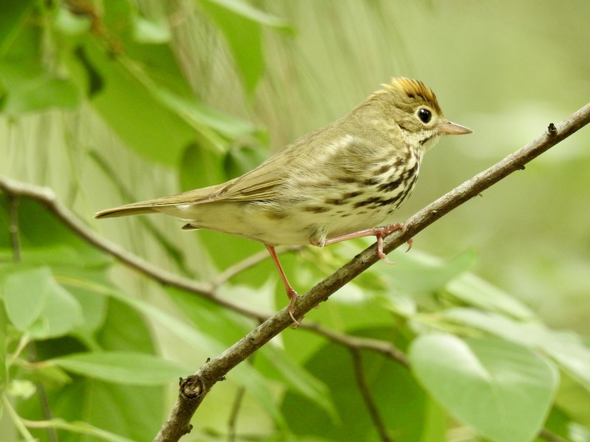 Ovenbird - ML635322292