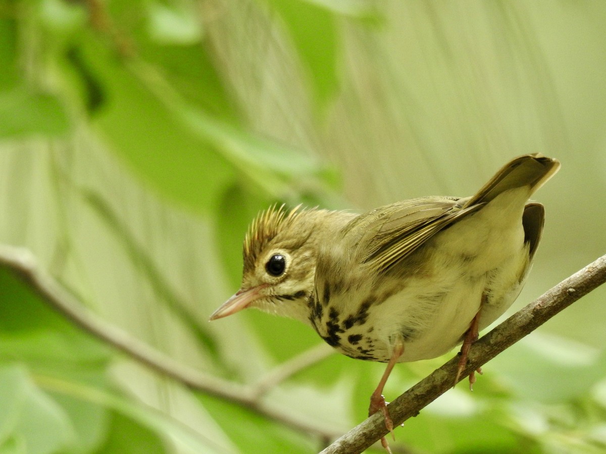 Ovenbird - ML635322293