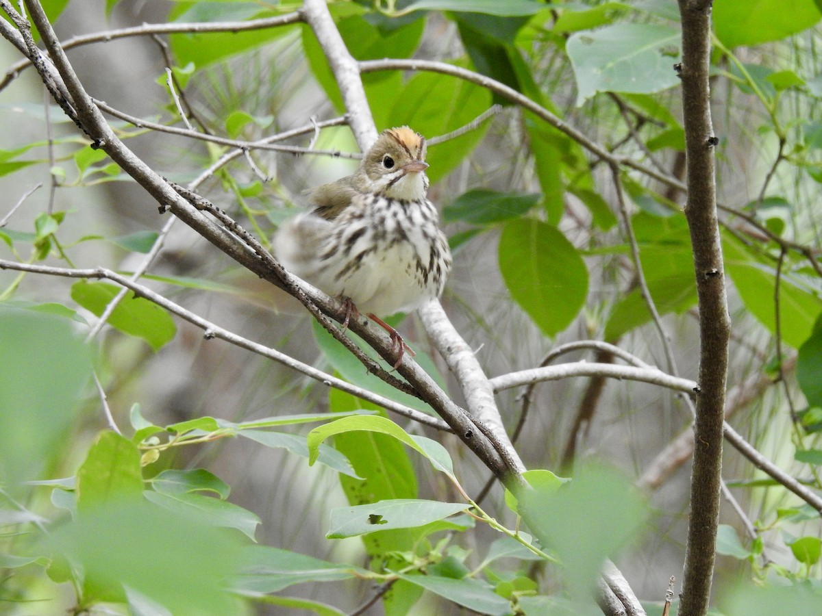 Ovenbird - ML635322294